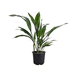 American Plant Exchange Live Cast Iron Plant, Ballroom Plant, Plant Pot for Home and Garden Decor, 6' Pot