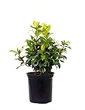 AMERICAN PLANT EXCHANGE Confederate Jasmine 1 Gallon Live Plant, 6' Pot, Green