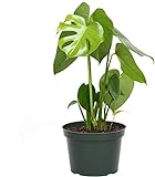 AMERICAN PLANT EXCHANGE Philodendron Monstera Deliciosa Split Leaf Easy Care Live Plant, 6' Pot 18-20'Tall, Indoor Air Purifier