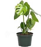 American Plant Exchange Live Monstera Deliciosa Plant with Edible Fruits, Split Leaf Philodendron Plant, Plant Pot for Home and Garden Decor, 6' Pot