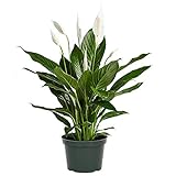 American Plant Exchange Spathiphyllum Flower Bunch Peace Lily Easy Care Live Plant, 6' Pot, Green, White