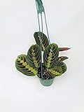 Red Prayer Plant - Maranta - Easy to Grow House Plant - 4' Hanging Pot -/from jmbamboo