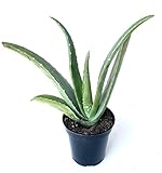 Live Aloe Vera Succulent Aloe Barbadensis Aloe in 3.5' Pot