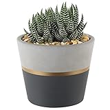 Costa Farms Succulents Fully Rooted Live Indoor Plant, 4-Inch Haworthia, in Black Gold Décor Ceramic