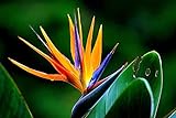 Hawaii Bird of Paradise Strelitzia Starter Plant Z
