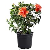 AMERICAN PLANT EXCHANGE Hibiscus Live Plant, 3 Gallon, Black, Green and Orange