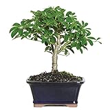Brussel's Live Hawaiian Umbrella Indoor Bonsai Tree - 3 Years Old; 5' to 8' Tall with Decorative Container
