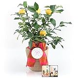 Happy Birthday Meyer Lemon Gift Tree by The Magnolia Company - Get Fruit, Dwarf Fruit Tree with Juicy Sweet Lemons, NO Ship to TX, LA, AZ and CA