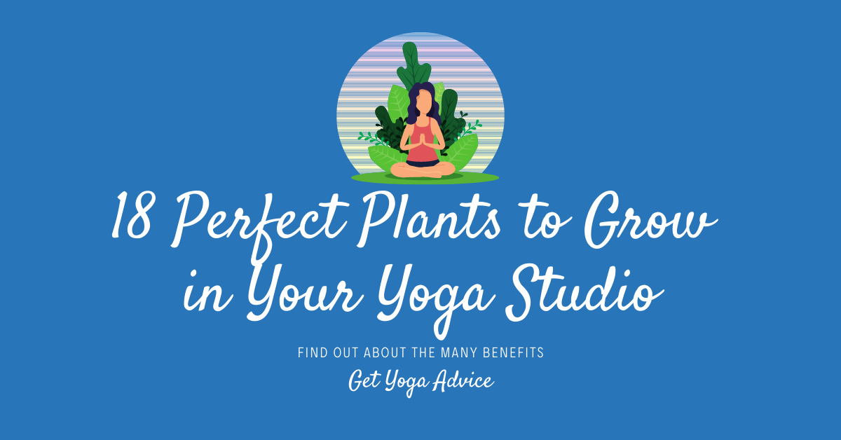 18 Perfect Plants to Grow in Your Yoga Studio Fitter Habits