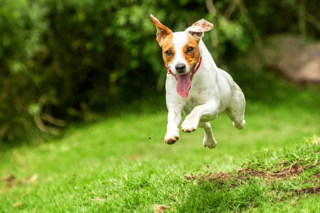 Best dogs to go running with