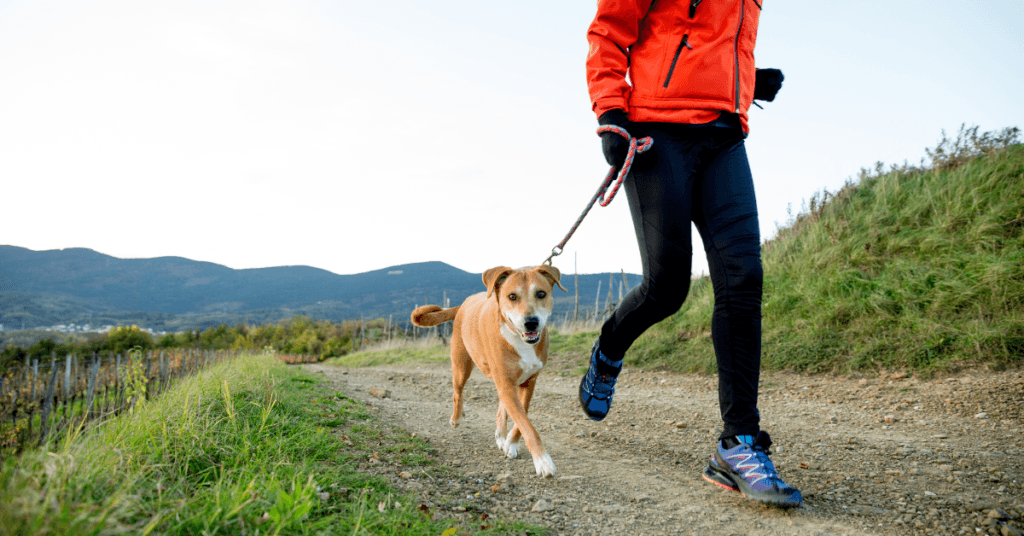 can a dog run a marathon