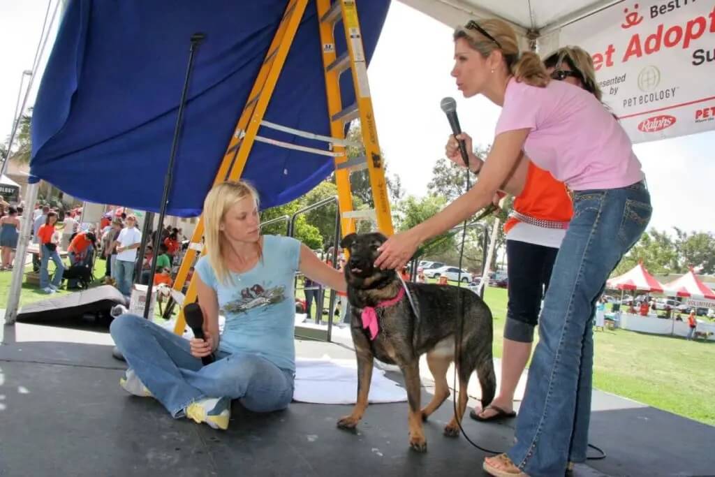 pet adoption event